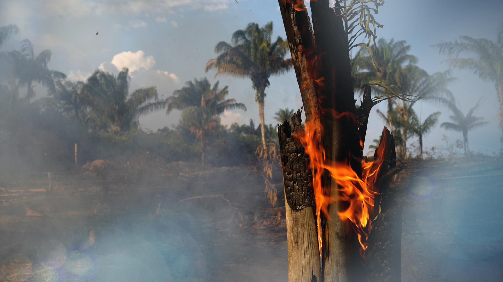 Brandrodung im Amazonas-Regenwald