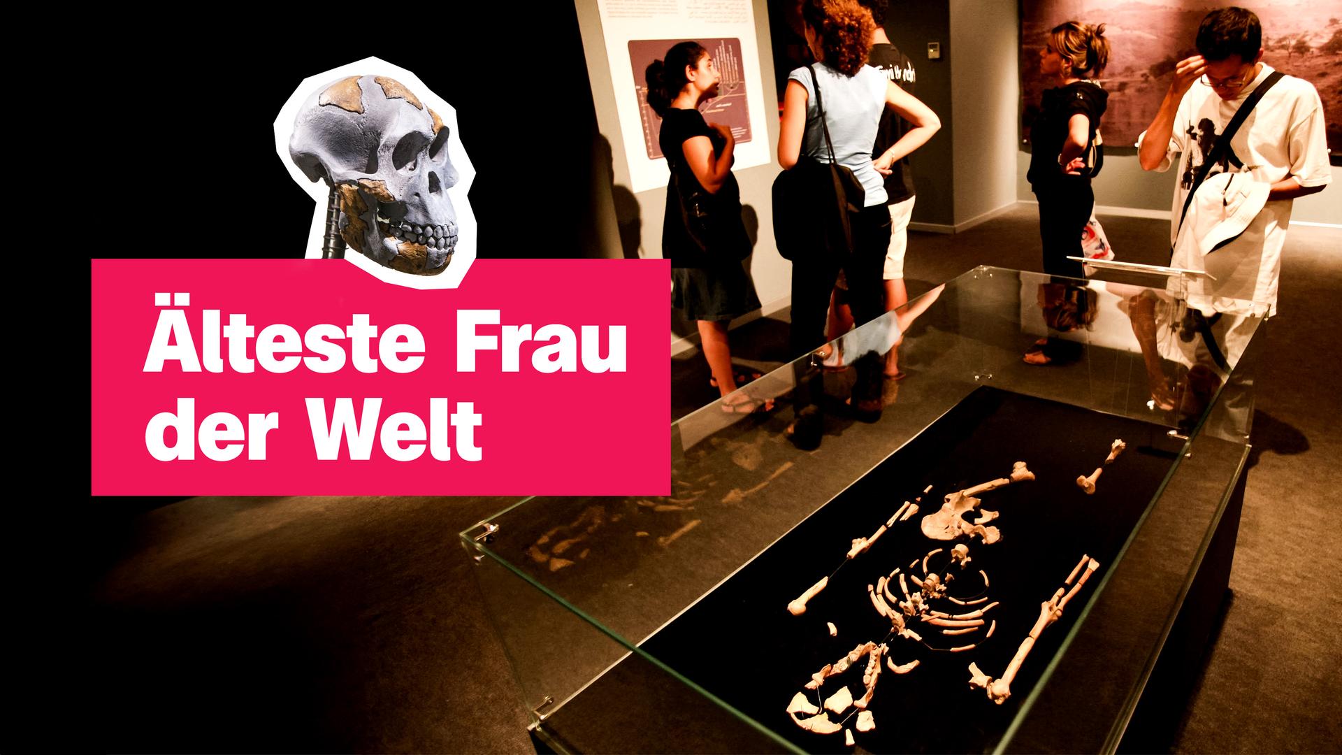 Skelett und Schädel von Frühmensch Lucy.