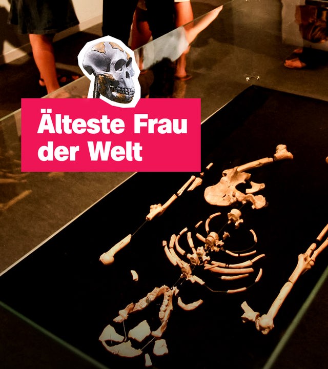 Skelett und Schädel von Frühmensch Lucy.