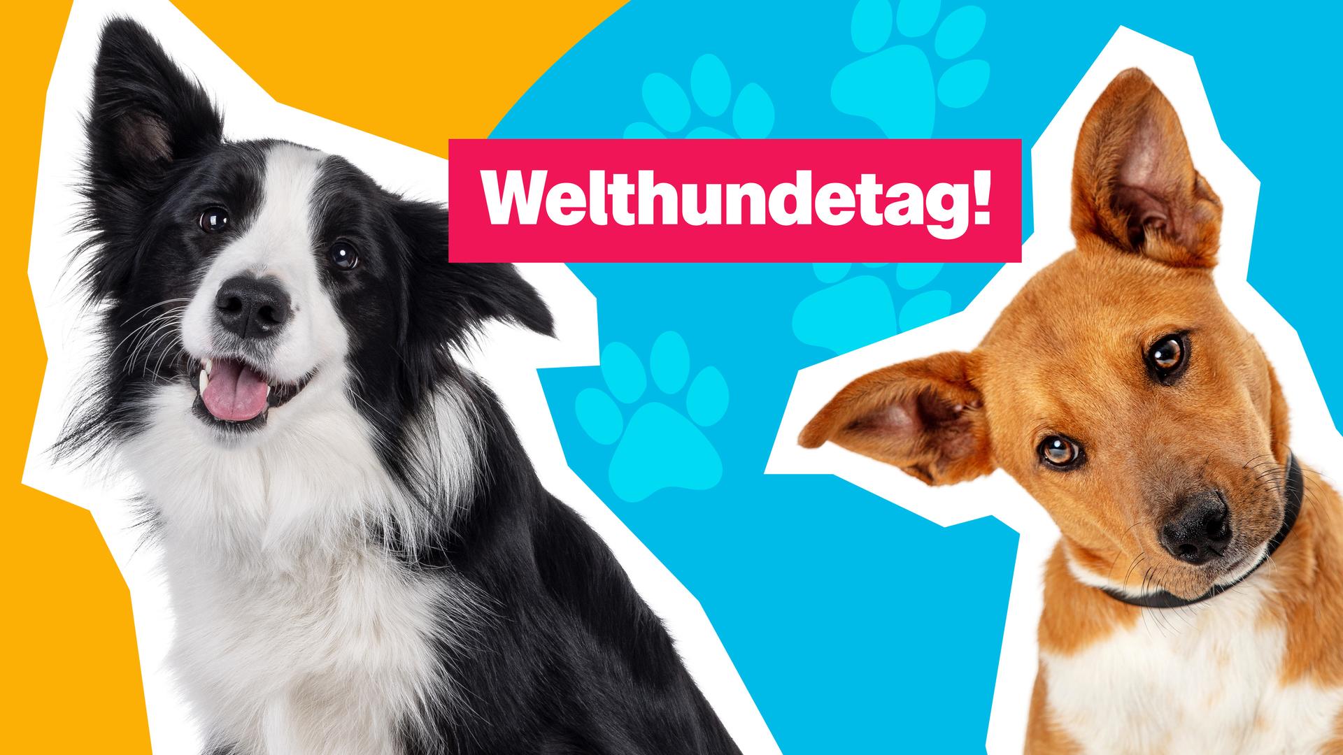 Auf dem Bild sind zwei Hunde zu sehen. In der Mitte steht "Welthundetag!".