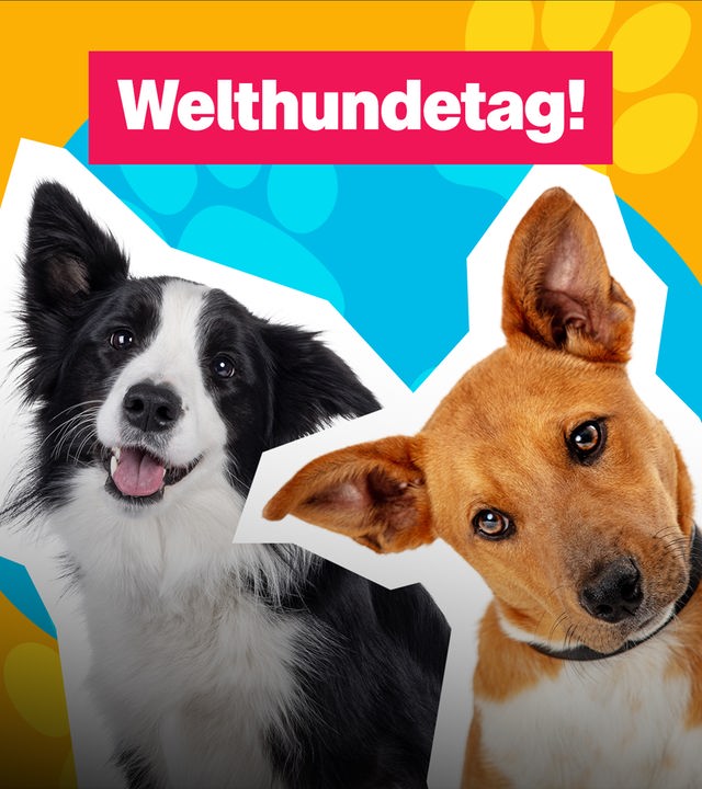 Auf dem Bild sind zwei Hunde zu sehen. In der Mitte steht "Welthundetag!".