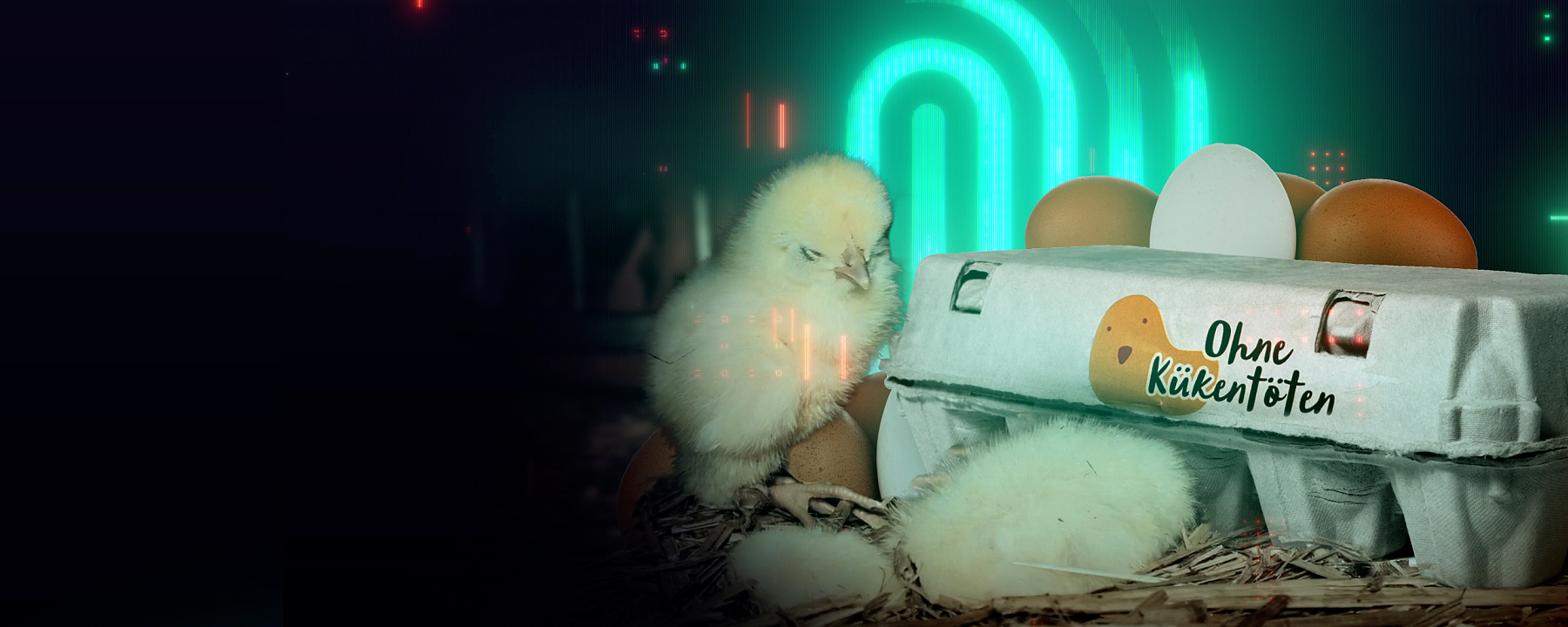 Thumbnail Die Spur: Küken-Schreddern verboten