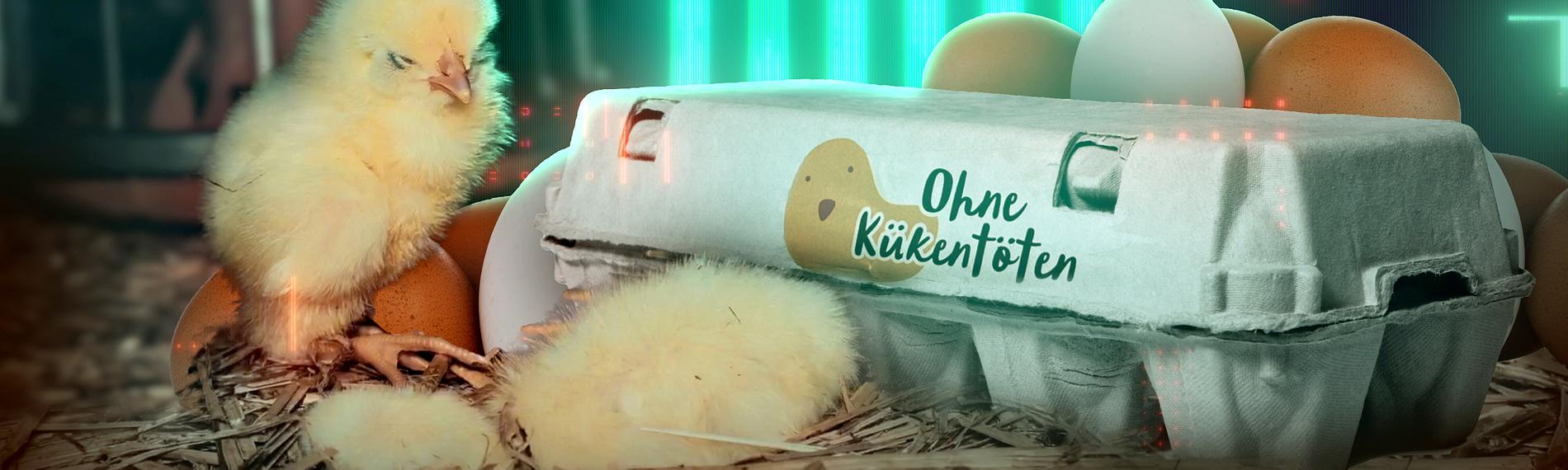 Thumbnail Die Spur: Küken-Schreddern verboten