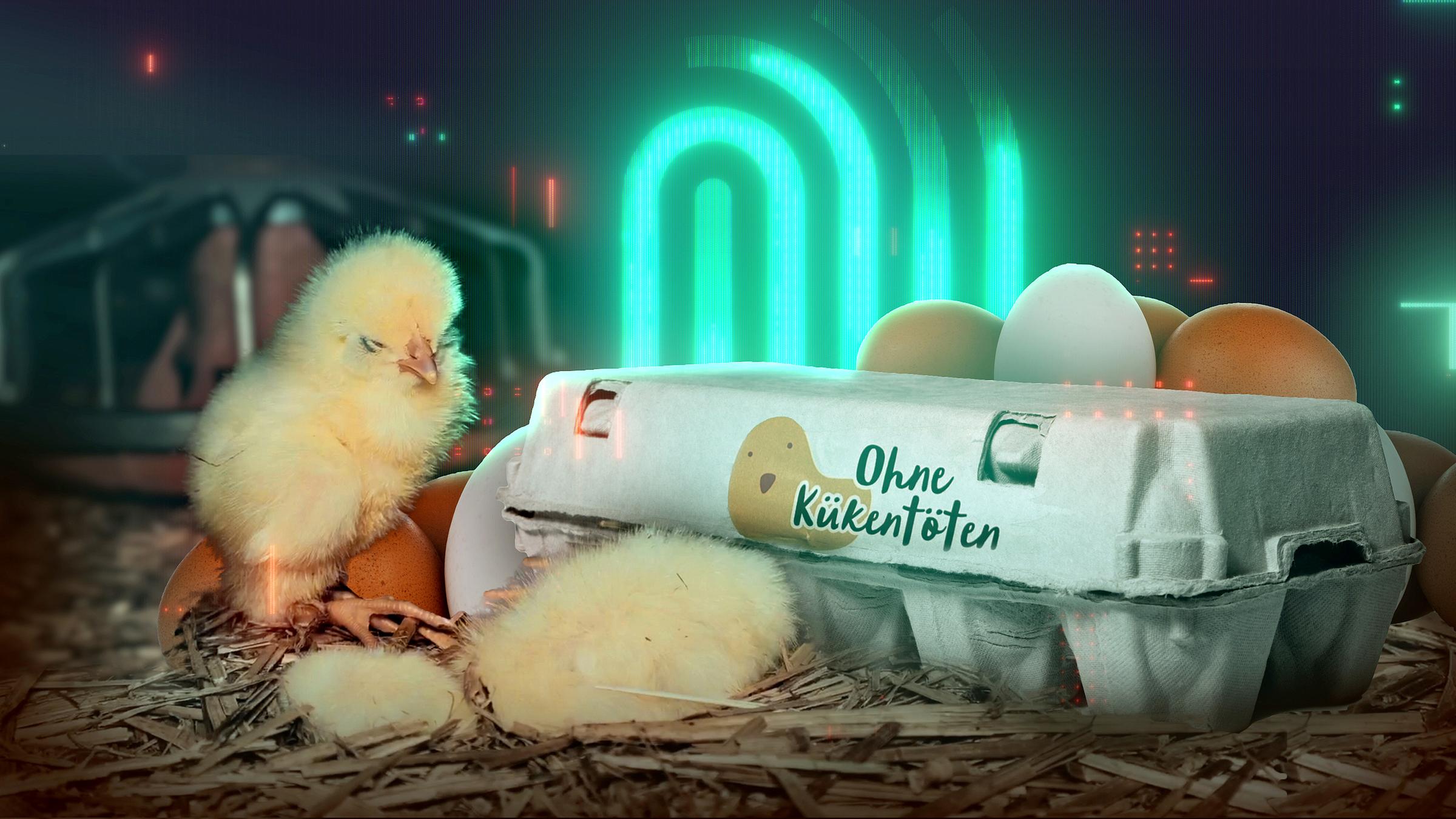 Thumbnail Die Spur: Küken-Schreddern verboten