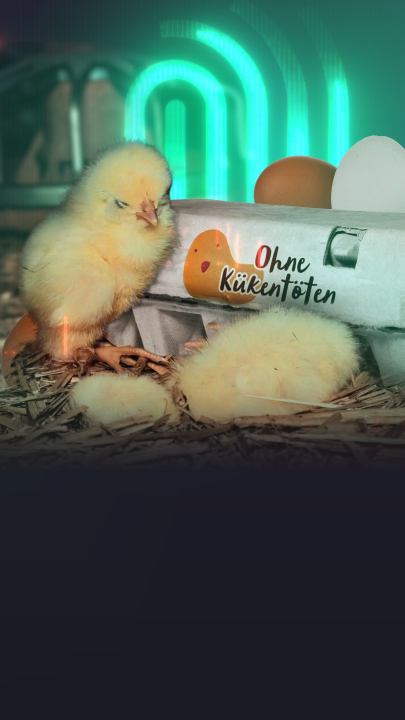 Thumbnail Die Spur: Küken-Schreddern verboten