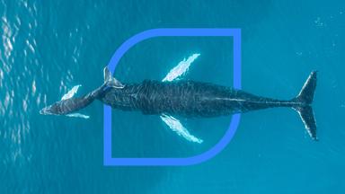 Plan B - Wale Sind Gigantische Klimaretter