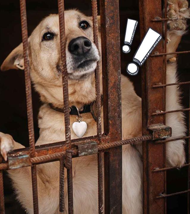 Im Hintergrund ist ein eingesperrter Hund zu sehen, im Vordergrund Moderatorin Jennie 