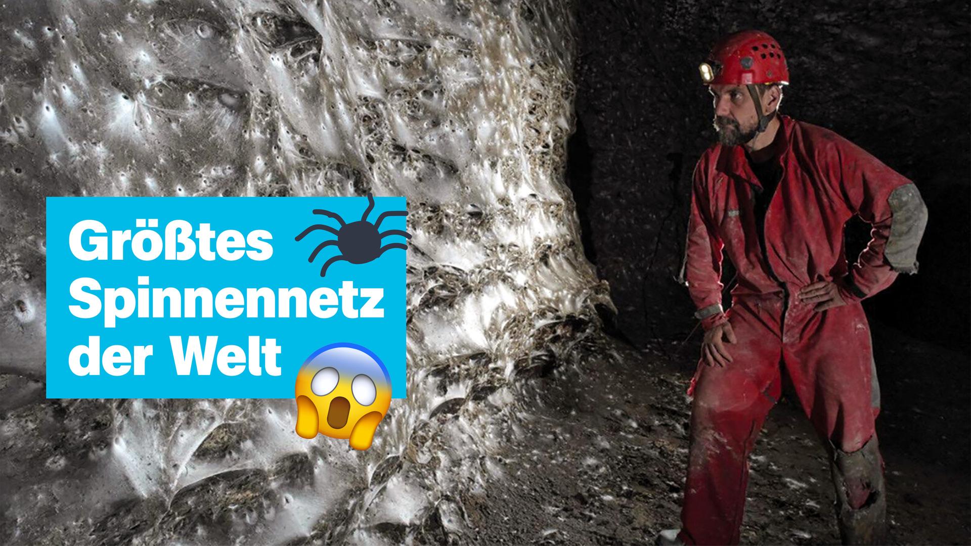 Das wohl größte Spinnennetz entdeckt