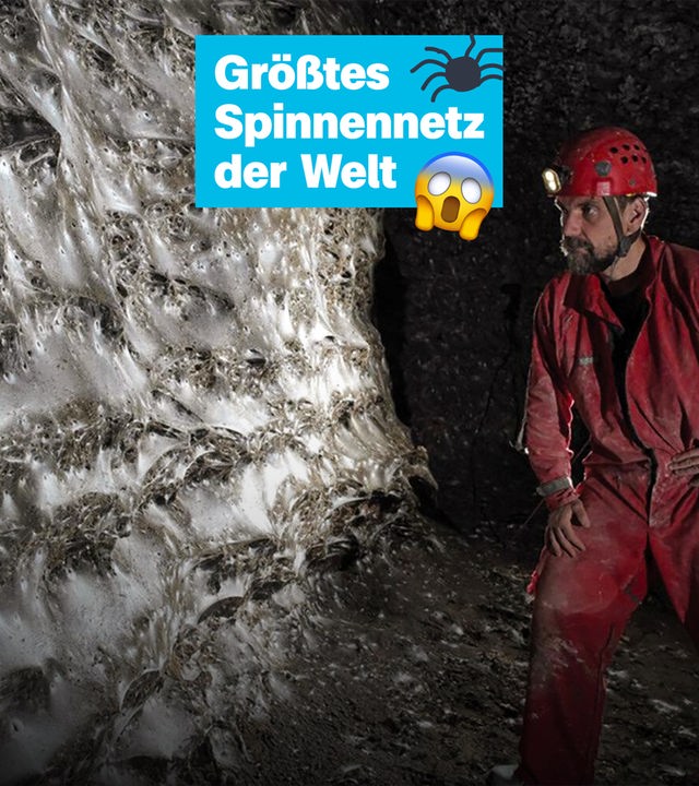 Das wohl größte Spinnennetz entdeckt