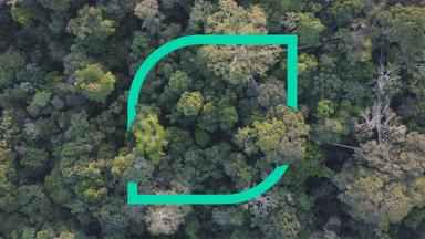 Plan B - Rettung Der Baumriesen Im Amazonas