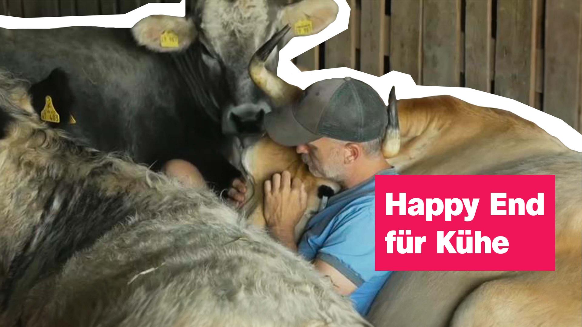 Auf dem Bild ist ein Bauer zu erkennen, der mit seinen Kühen kuschelt.