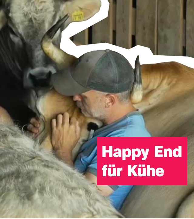 Auf dem Bild ist ein Bauer zu erkennen, der mit seinen Kühen kuschelt.