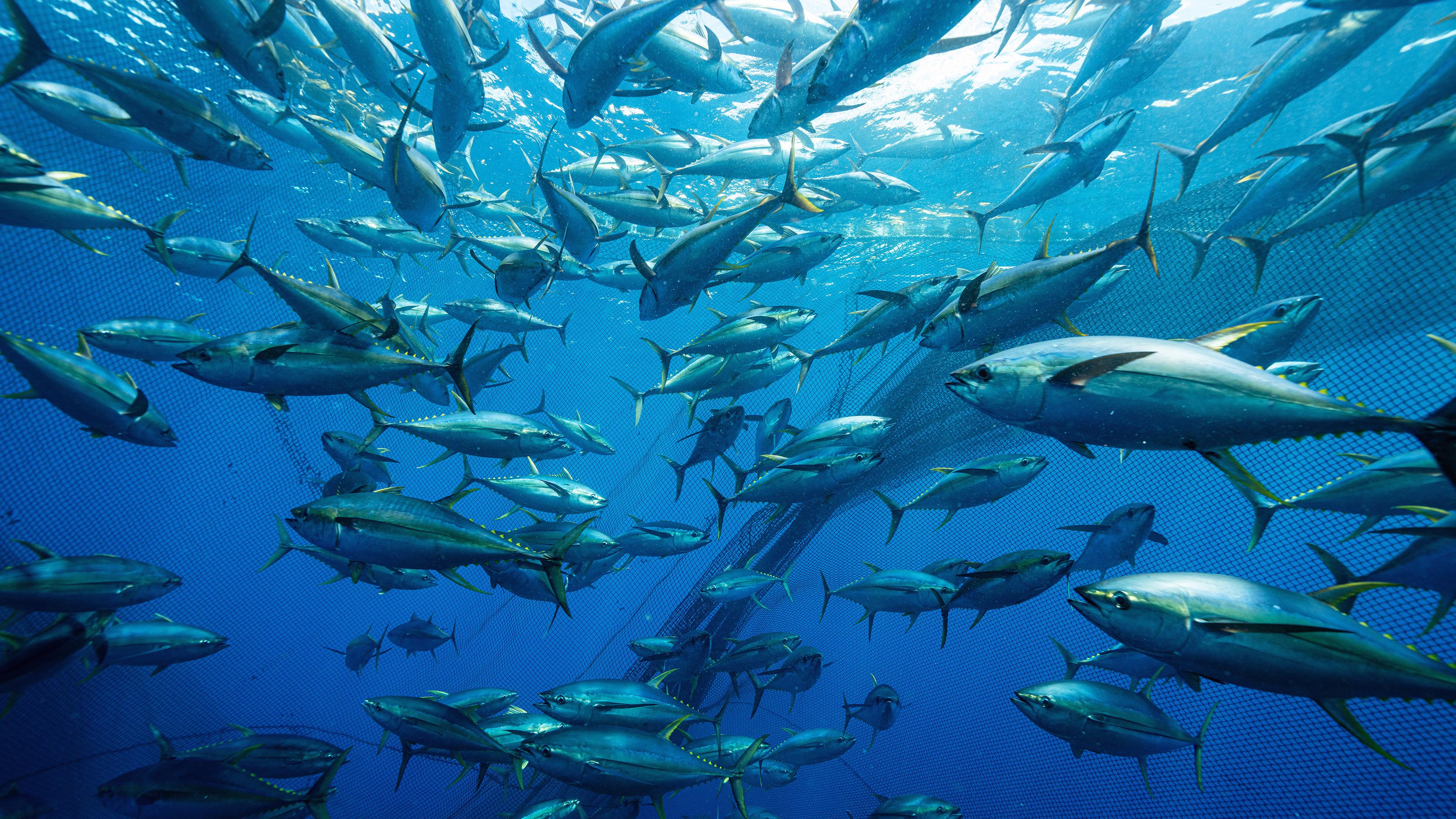 Unterwasseraufnahme: Ein Thunfischschwarm sitzt in der Falle: Das Ringwadennetz umschließt den ganzen Schwarm.