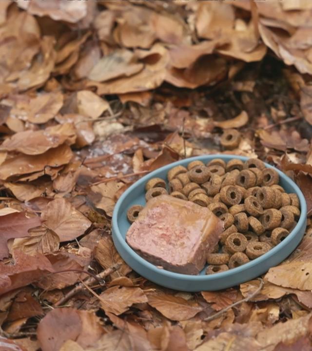 Schälchen mit Futter im Wald