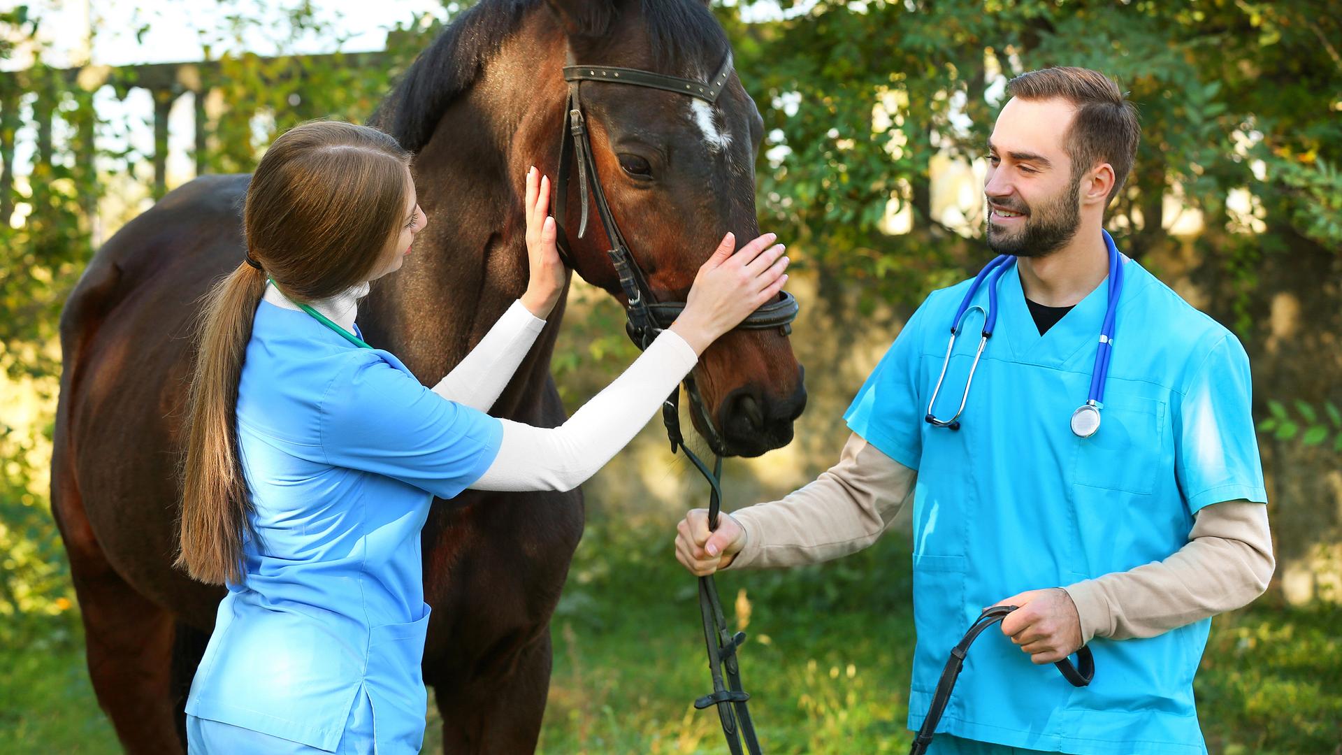 Tierärzte in typischer blauer Tierarztkleidung stehen bei einem Pferd oder kümmern sich liebevoll