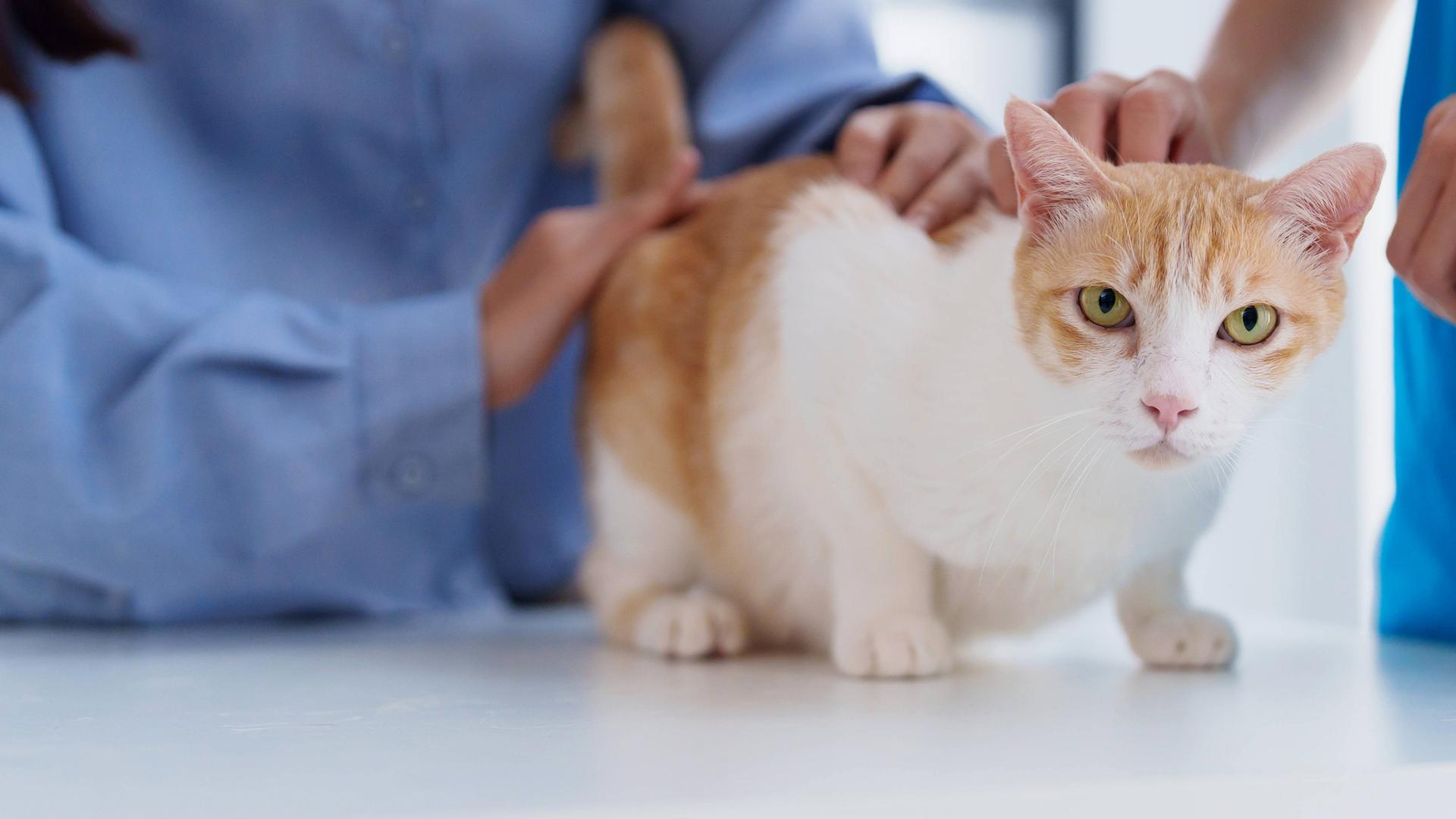 Katze mit Tierärzten in einer Tierarztpraxis