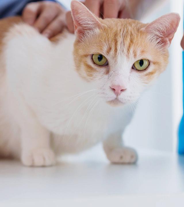 Katze mit Tierärzten in einer Tierarztpraxis