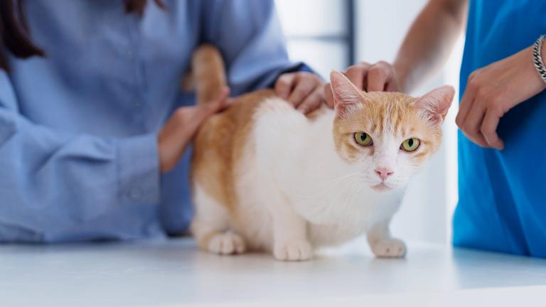 Katze mit Tierärzten in einer Tierarztpraxis