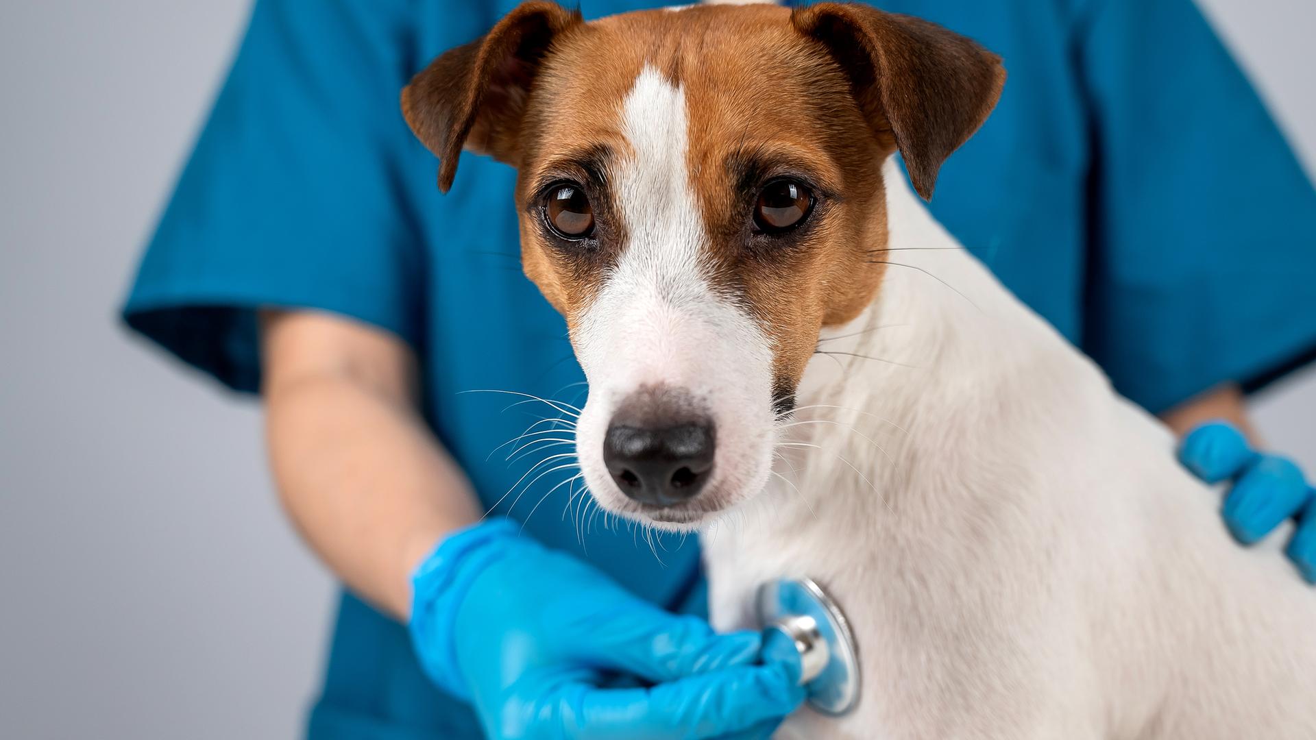 Ein Jack Russell Terrier wird von einem Tierarzt abgehört