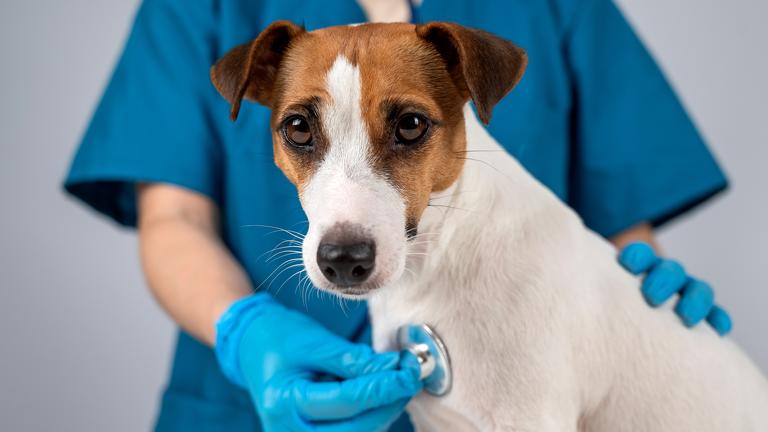 Ein Jack Russell Terrier wird von einem Tierarzt abgehört