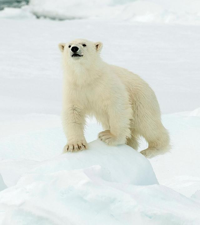 Eisbär am Nordpol