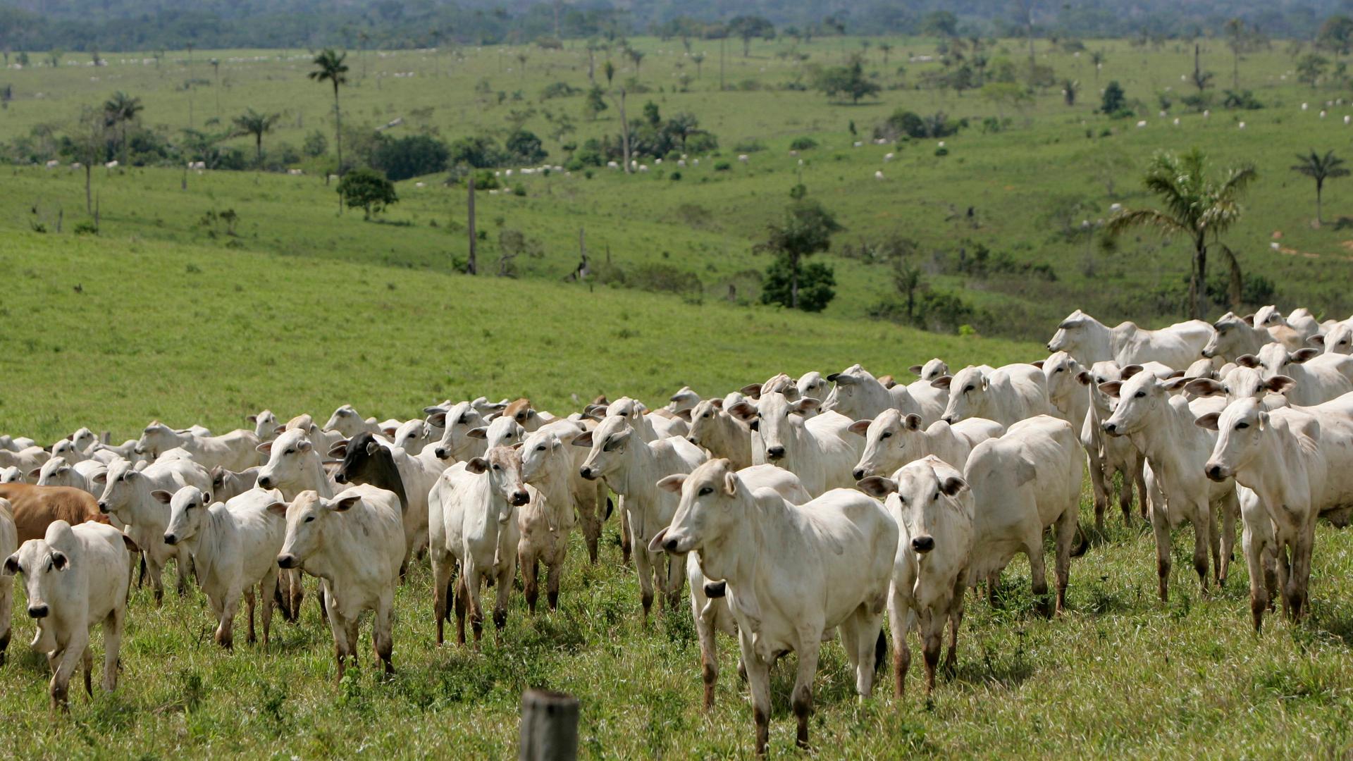 Grasende Ziegenherde