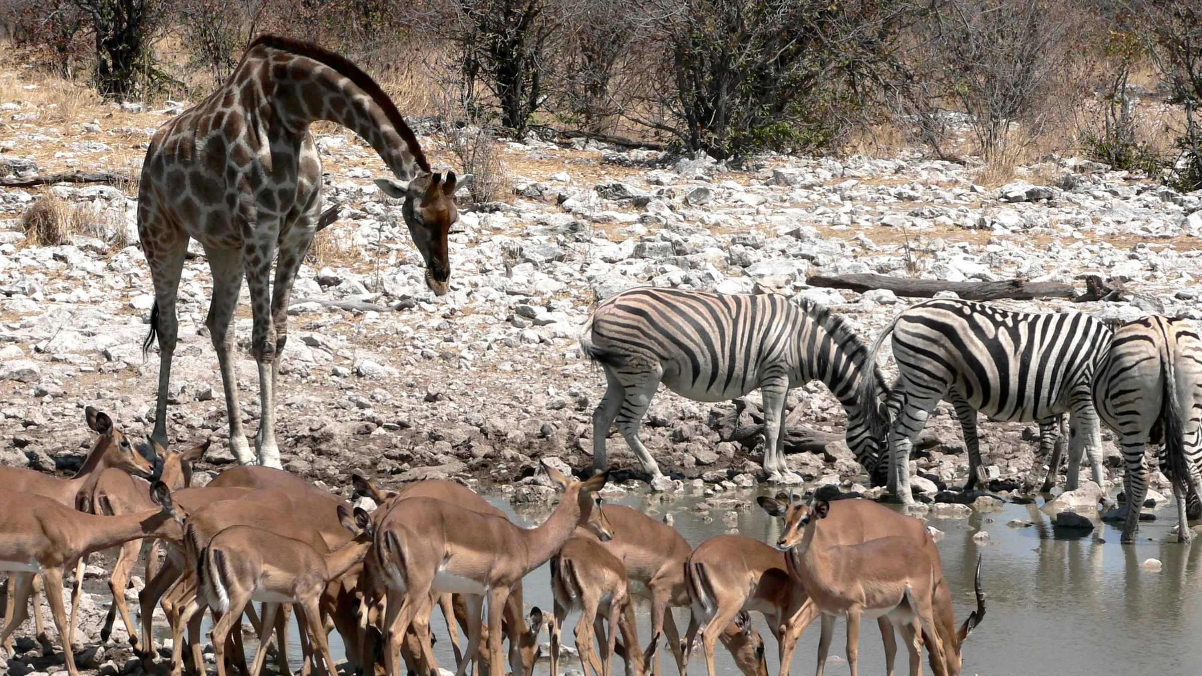Tiere in Namibia