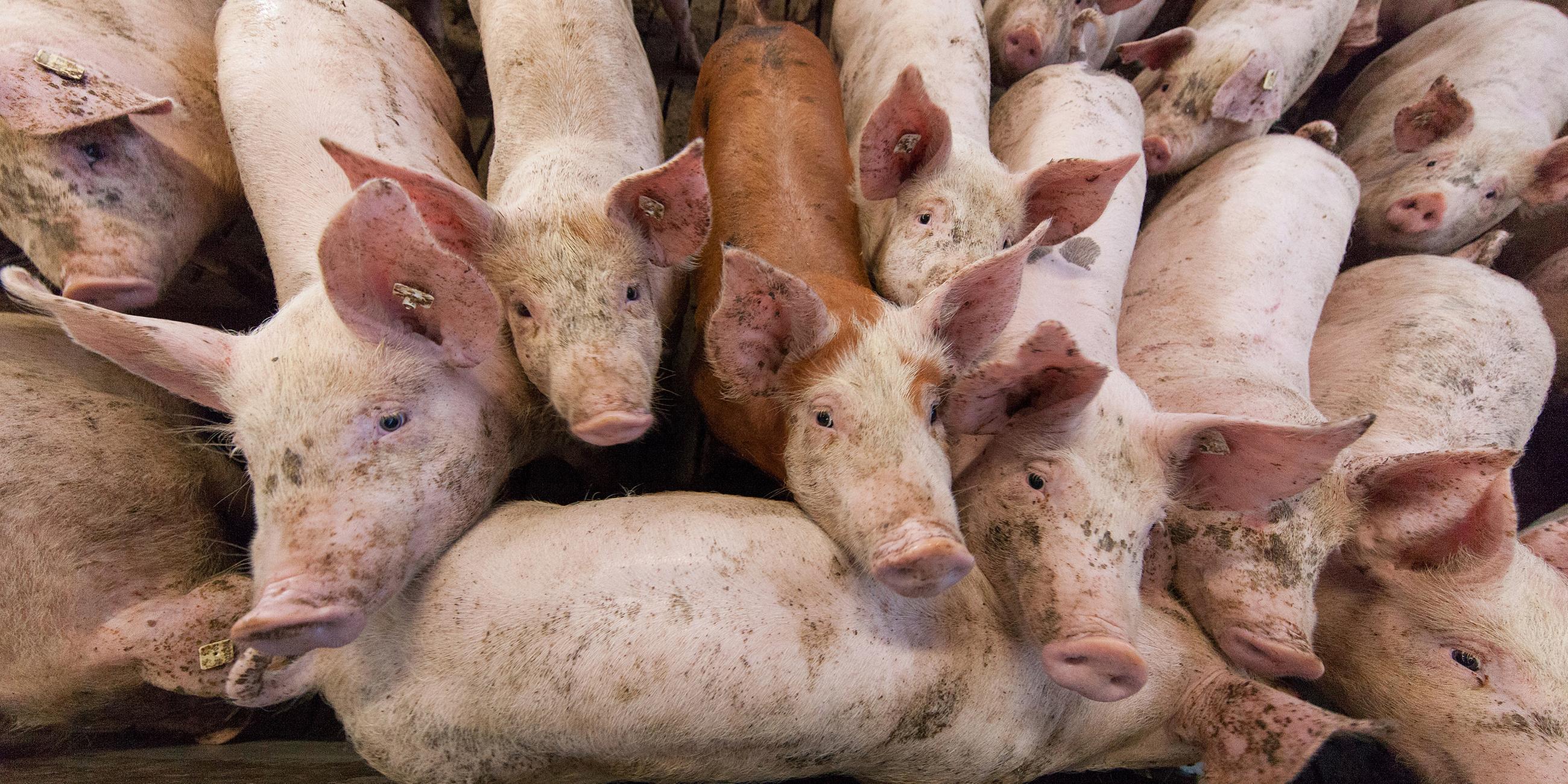 Schweine stehen in einem Stall. Archivbild
