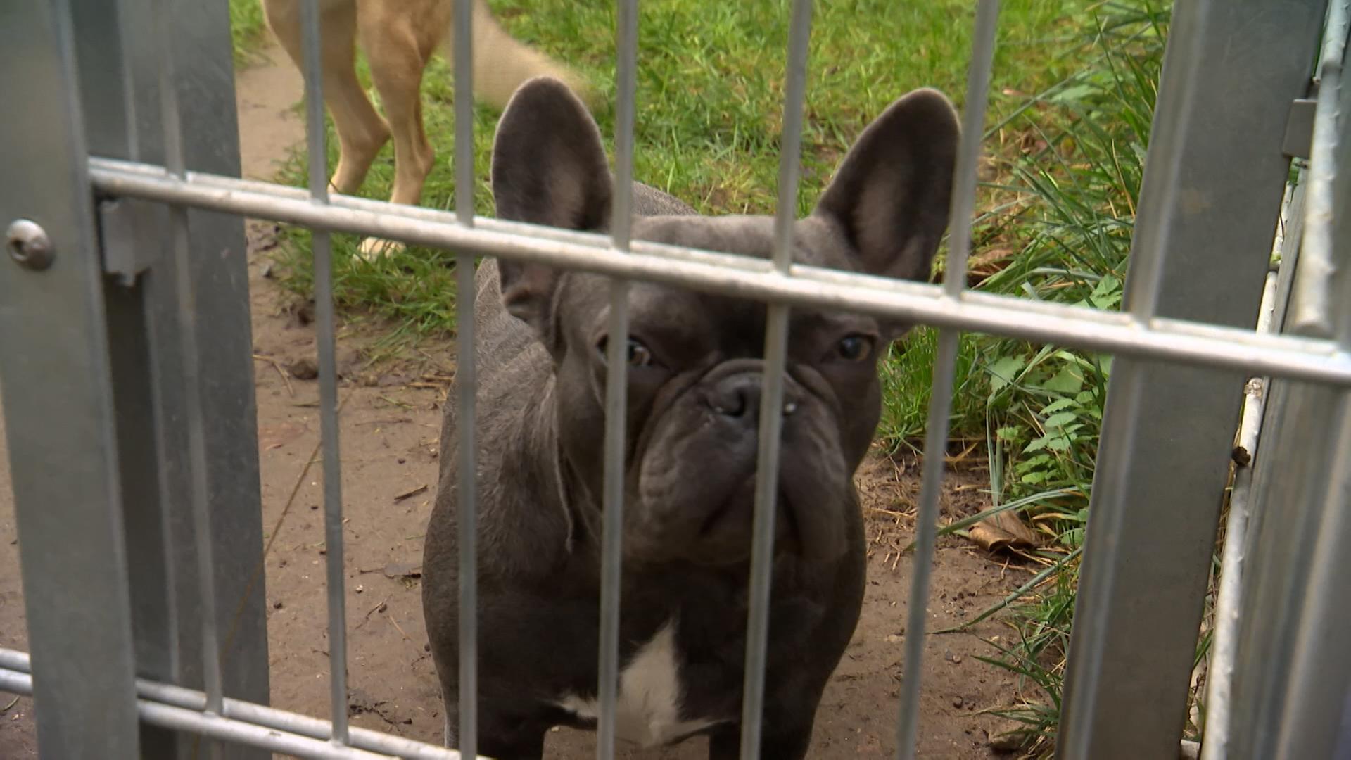 Hund schaut durch die Gitterstäbe eines Zauns.