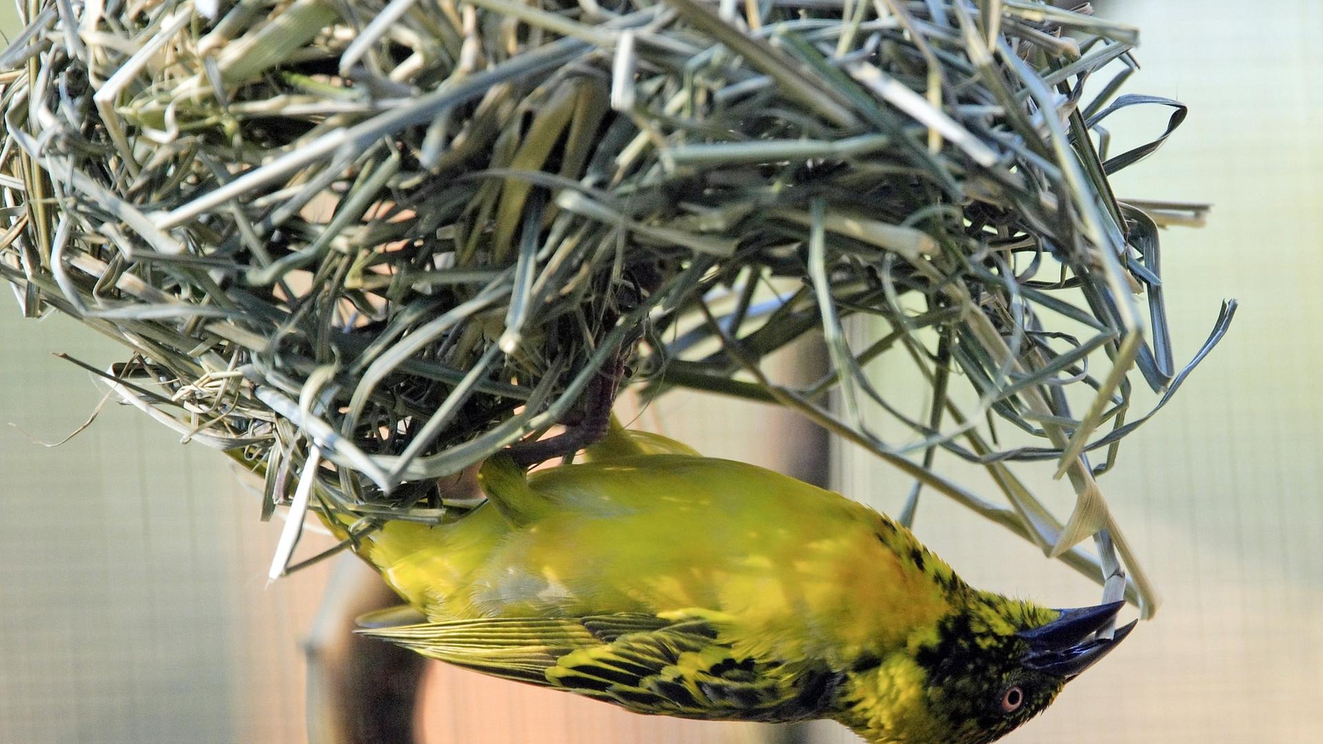 Webervogel beim Nestbau
