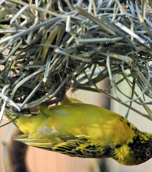 Webervogel beim Nestbau