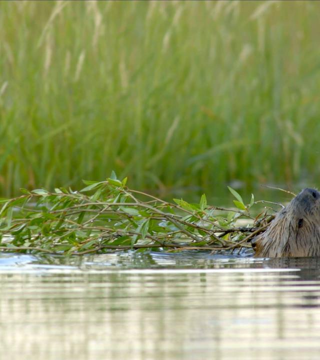 Schwimmender Biber mit einem Ast