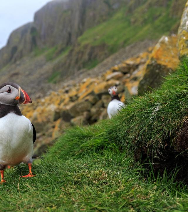 Papageitaucher am Eingang der Nisthöhle.