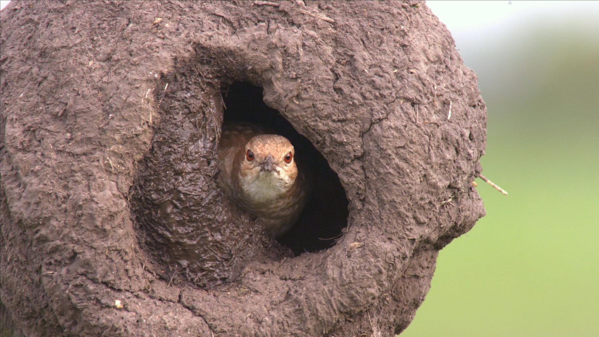 tierische-superbauten-wunderwerk-nest-100~1920x1080