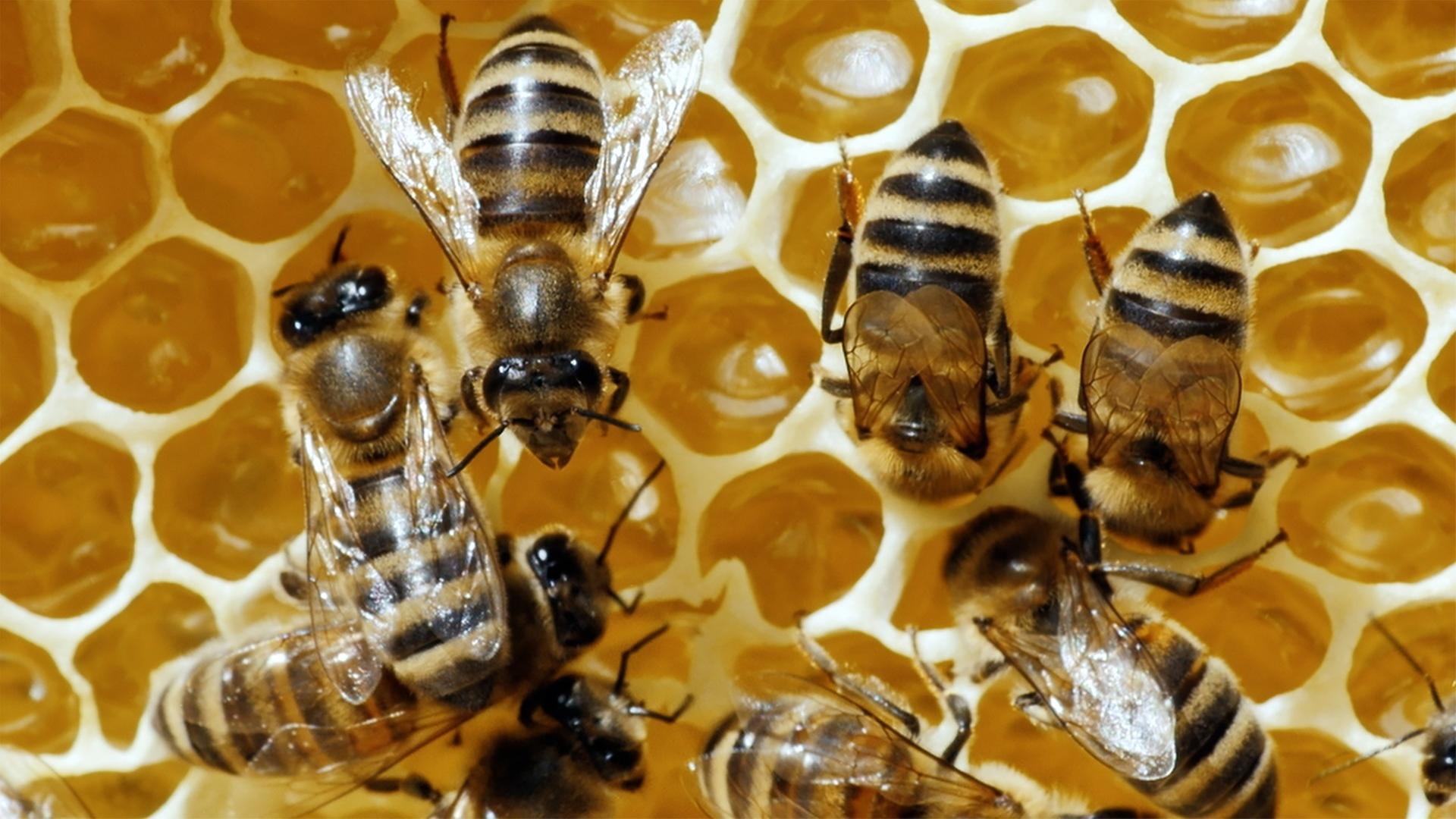 Honigbienen auf einer Bienenwabe.