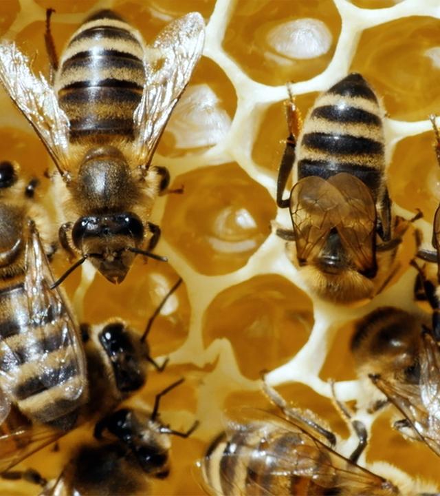 Honigbienen auf einer Bienenwabe.