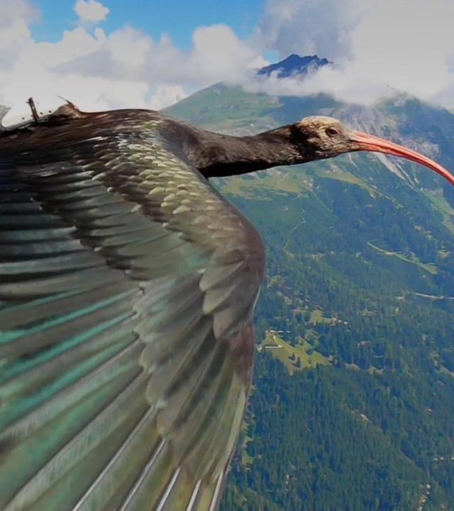 Fliegender Waldrapp, von der Seite aufgenommen, wfliegt über die Alpen.