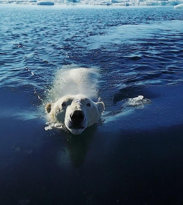 Schwimmender Eisbär von vorne.
