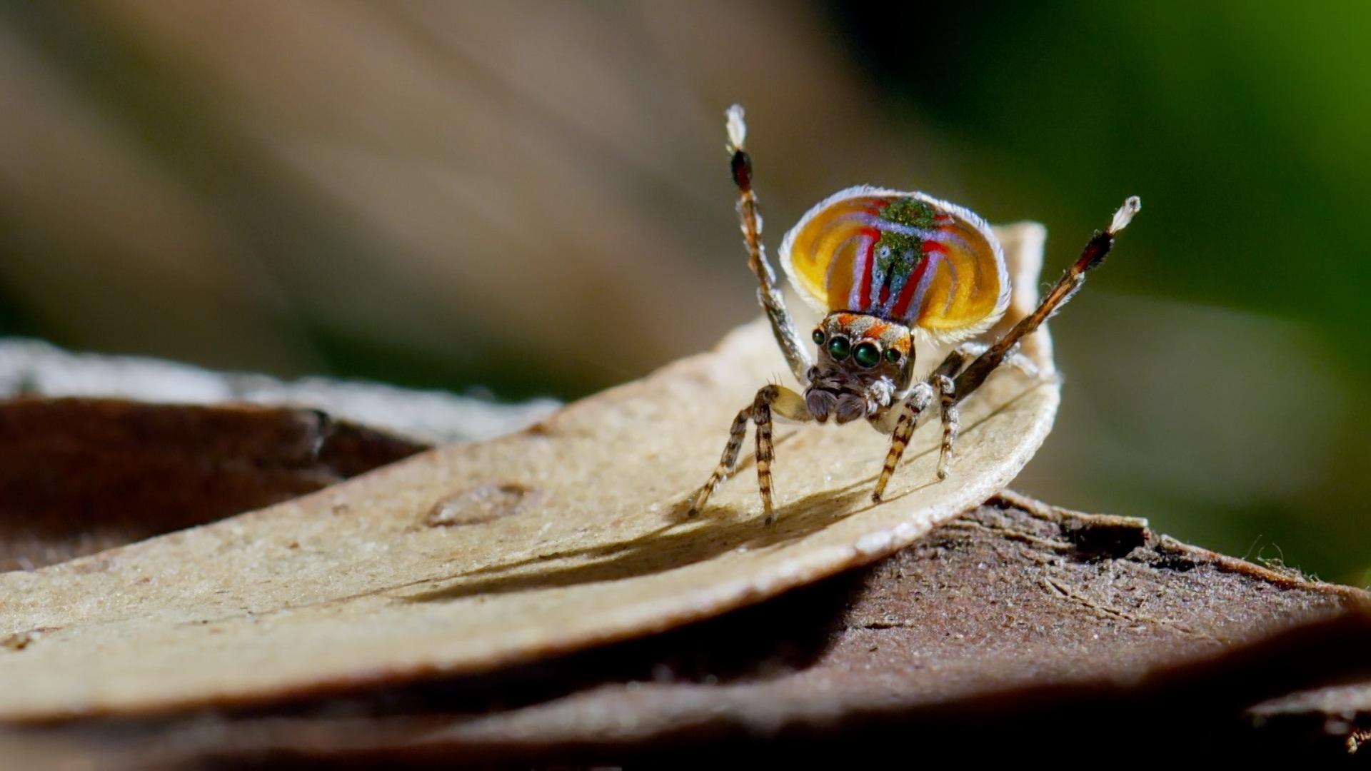 Eine farbige australische Pfauenspinne sitzt auif einem Blatt.