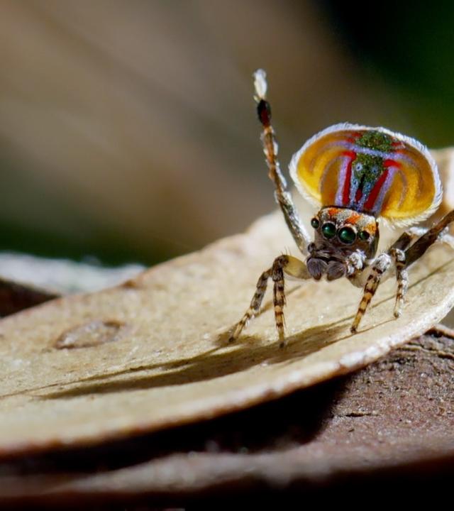 Eine farbige australische Pfauenspinne sitzt auif einem Blatt.