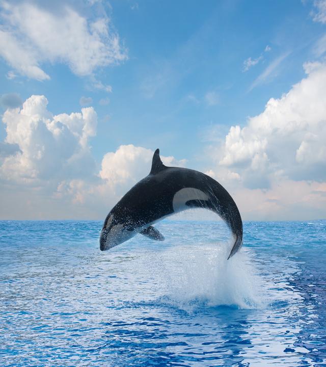 Ein Schwertwal springt aus dem Meer.