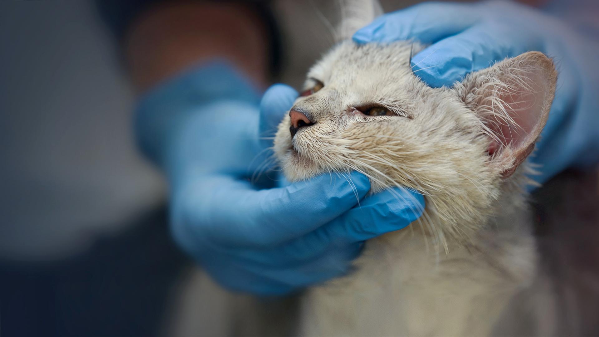 Ein weißes Katzenjunge. Der Kopf wird von zwei Händen mit Einmallatexhandschuhen gehalten. Die Katze schaut müde.