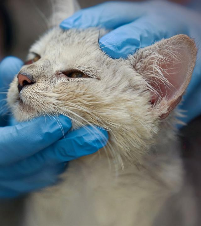 Ein weißes Katzenjunge. Der Kopf wird von zwei Händen mit Einmallatexhandschuhen gehalten. Die Katze schaut müde.