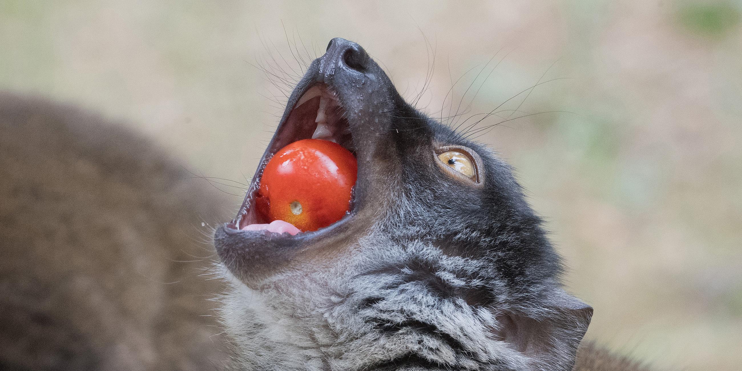 Ein Schwarzkopfmaki hält im Tierpark von Wolgast eine Tomate in seinem Maul.
