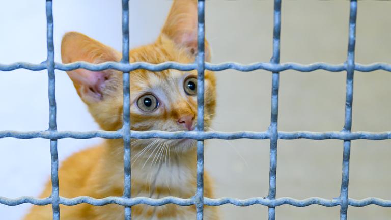Eine kleine Katze schaut durch das Gitter in einem Tierheim.