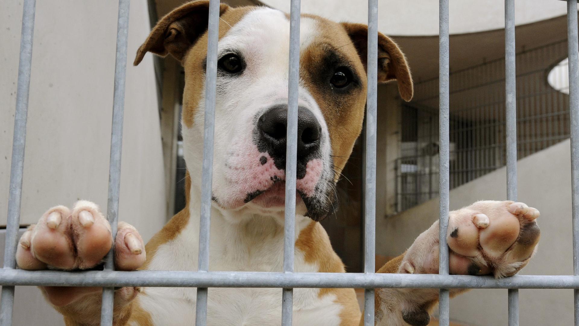 Hund im Tierheim
