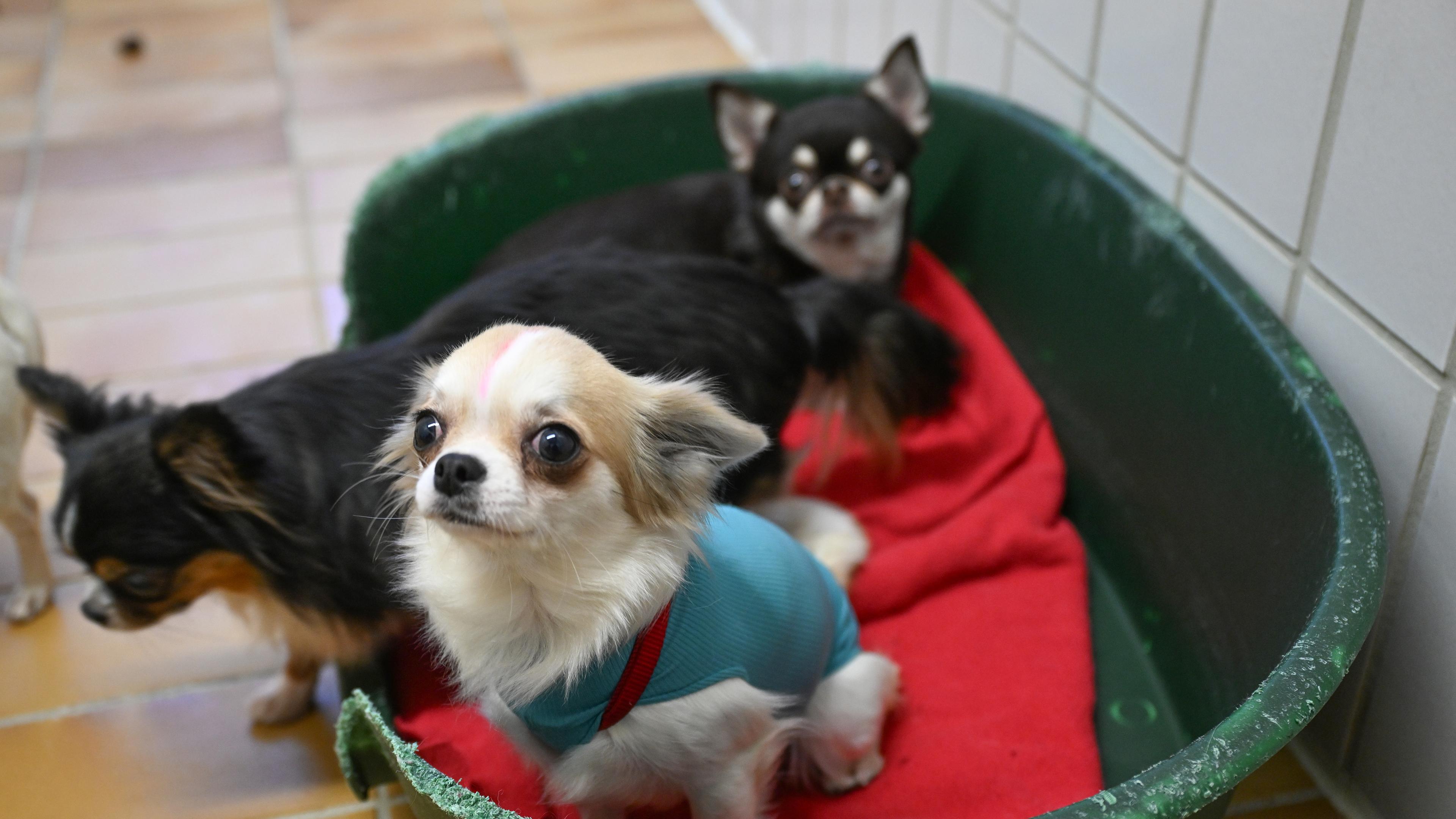  Baden-Württemberg, Stuttgart: Gerettete Chihuahua Hunde aus einem Fall von "animal hoarding" (pathologisches Horten von Tieren) sind im Tierheim Stuttgart untergebracht und werden von hier an neue verantwortungsvolle Besitzer verteilt.