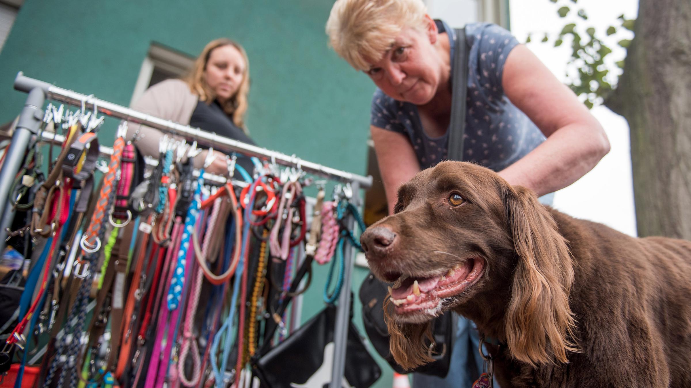 Regina probiert ihrem Hund Balu bei der Tiertafel ein neues Halsband an, aufgenommen am 27.08.2022 in Duisburg Meiderich