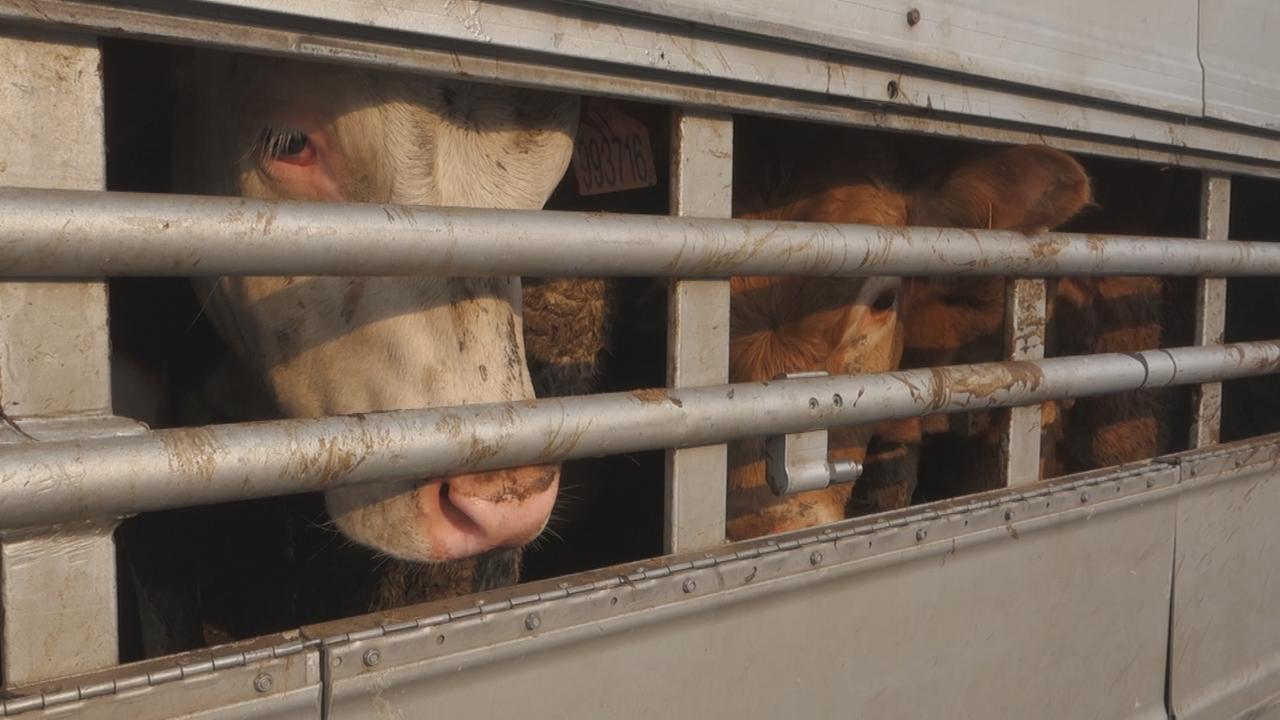 Qualvolle Tiertransporte