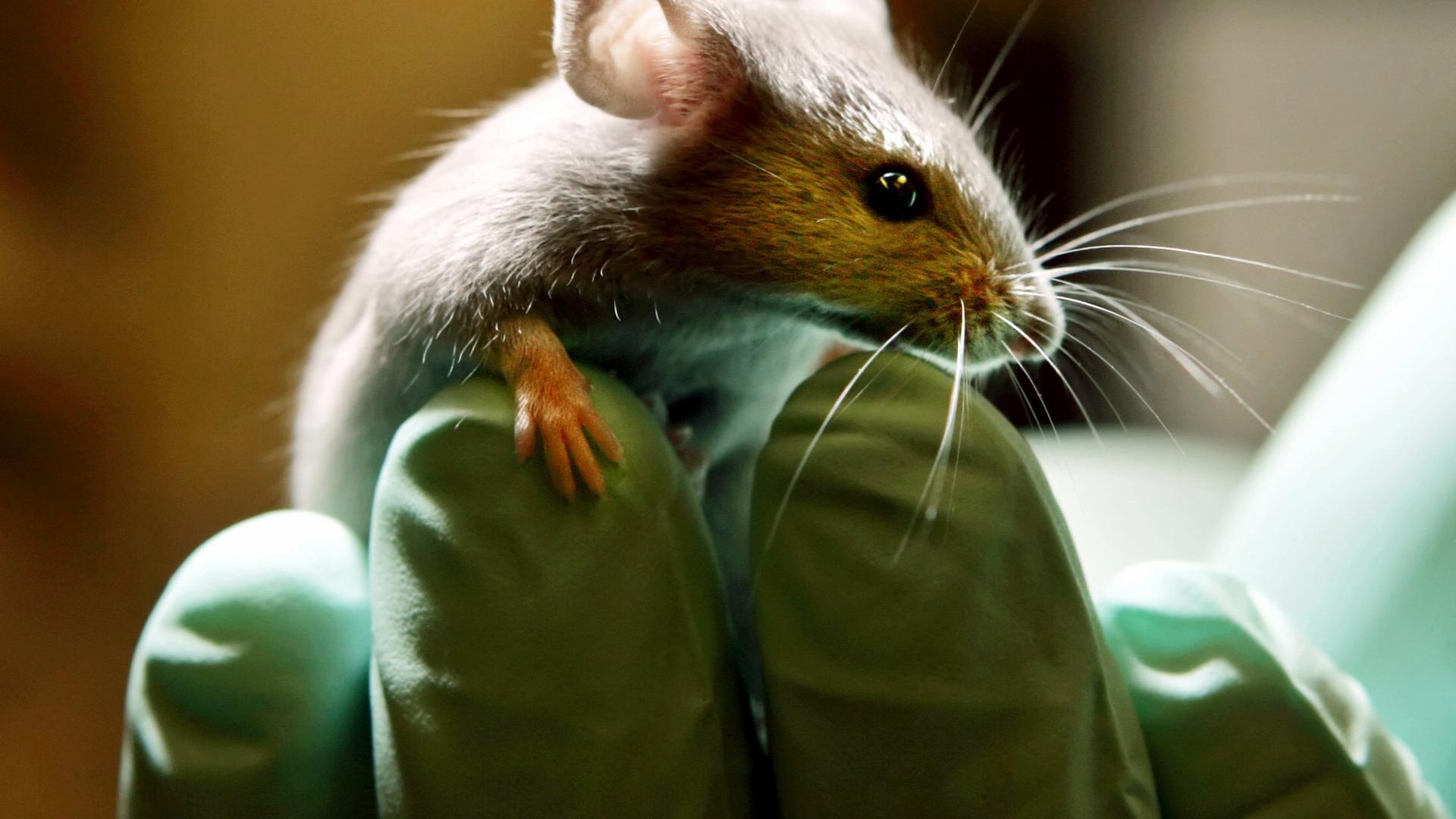 symbolfoto: tierversuch - labormaus auf Hand mit laborhandschuh